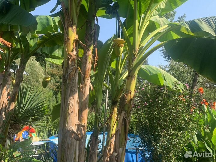 Банановая пальма