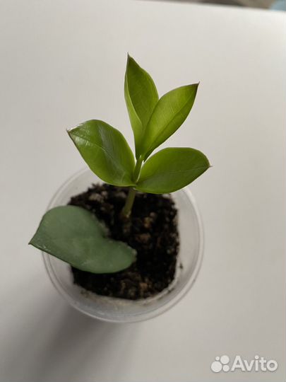 Комнатные цветы