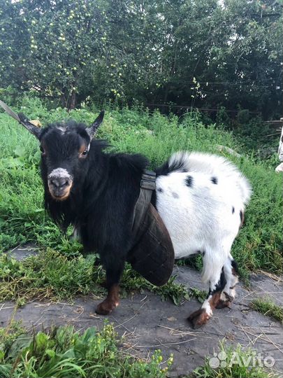 Камерунские козы, козел, козлята