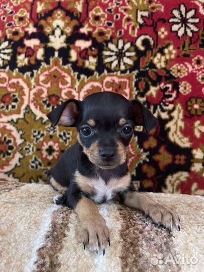 Той-терьер щенок