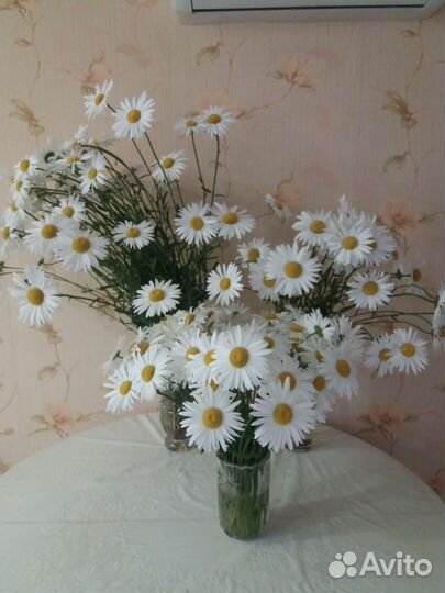 Ромашка крупная высокая саженцы