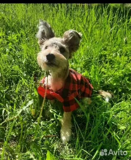 Рубашка для собак и кошек