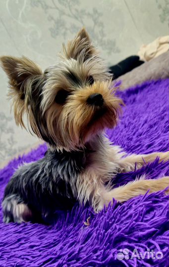 Йоркширский терьер мини беби фейс