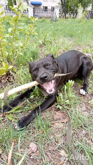 Собака в добрые руки отдам бесплатно