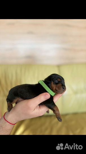 Щенульки цвергпинчера