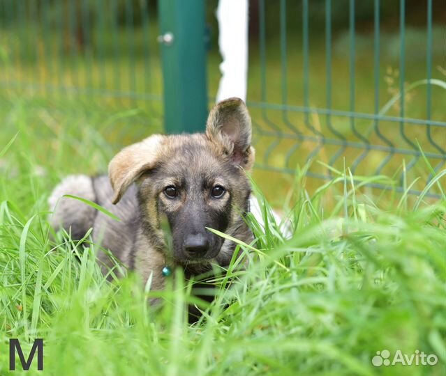 Малышам нужен дом