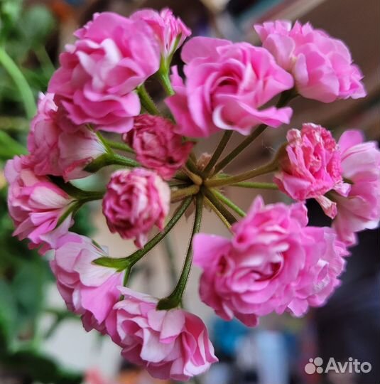 Пеларгония герань Australian pink rosebud