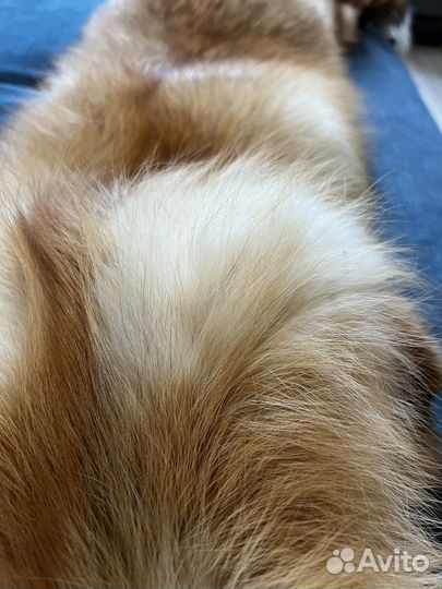 Мех лисы