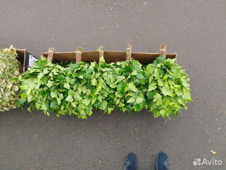 Березовые веники для бани