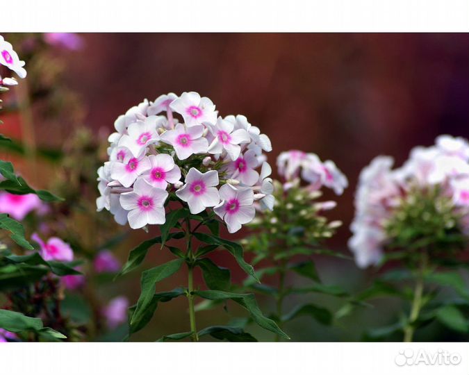 Флокс метельчатый San Antonio