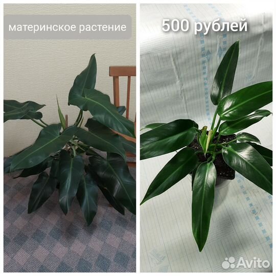 Комнатные растения