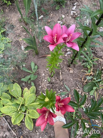 Лилии / срезы 6 сортов