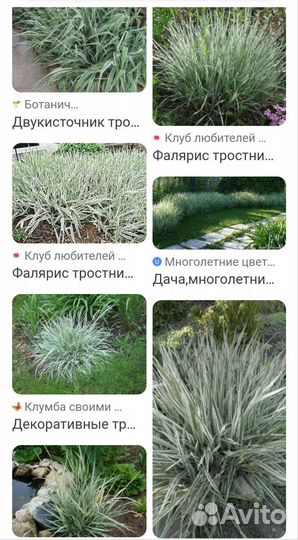 Декоративная трава Фалярис