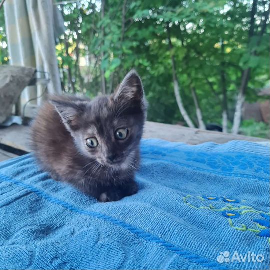 Котята от кошки мышеловки