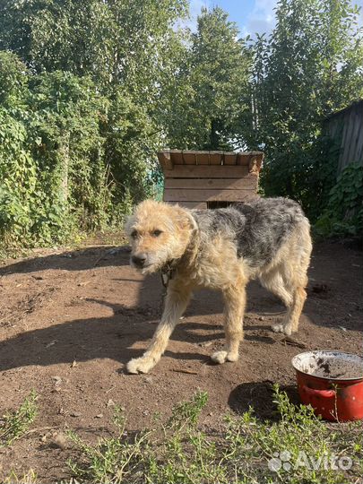 Собаки бесплатно в добрые руки