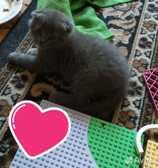 Вислоухие котята