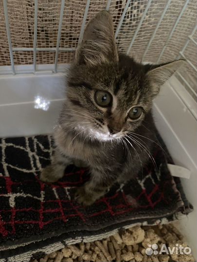 Котик бесплатно