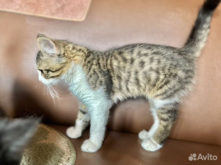 Котята бесплатно