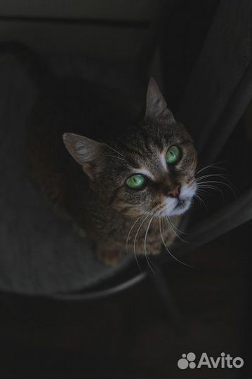 Кисуля в дом для счастья