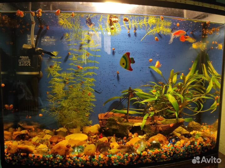 Улитки аквариумные