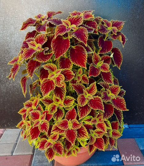 Колеусы сортовые