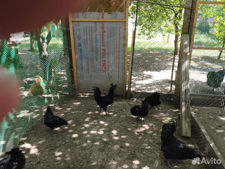 Куры и петухи