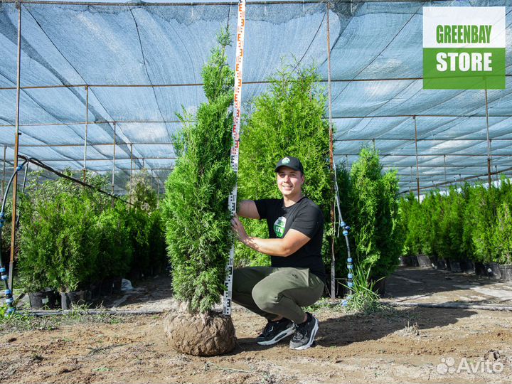 Туи колумна 160 см свежая копка 2023