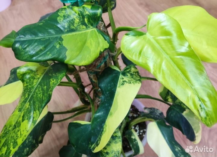 Филодендрон