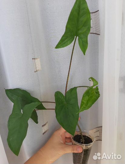 Сингориумы сортовые