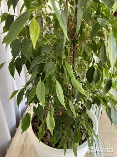 Фикус Бенджамина и кашпо