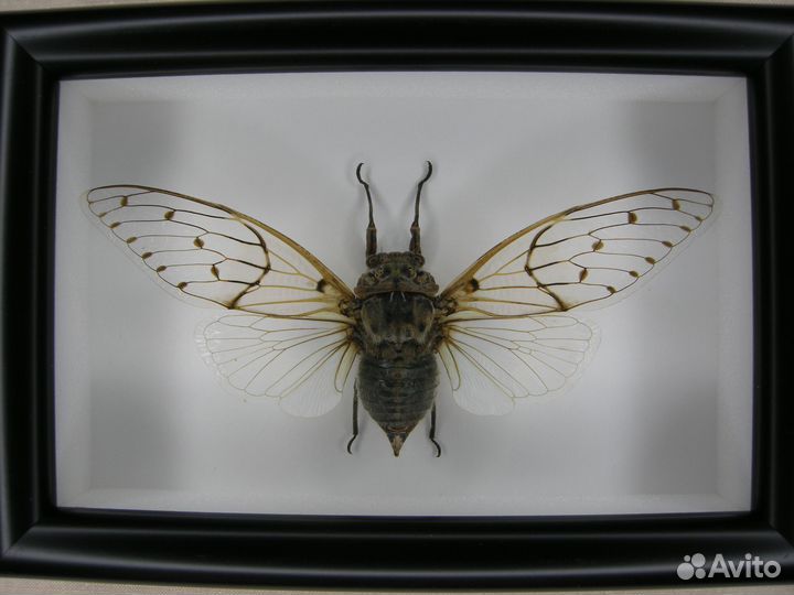 Цикада в рамке - Cryptolympana aquila