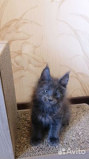 Котята мейн-кун