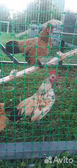 Семья кур, малозийская серама