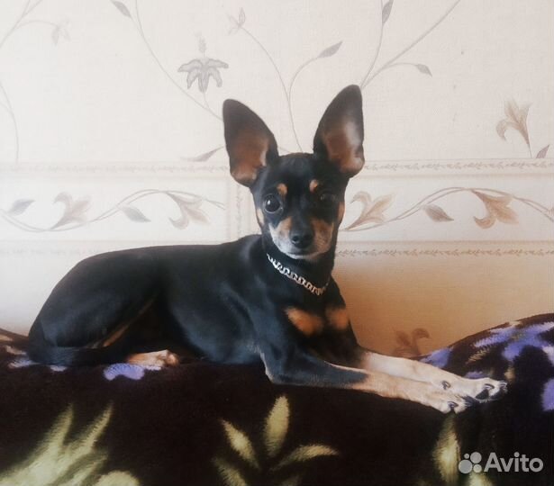 Мини той-терьер щенки-бронь