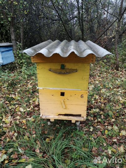 Ульи с пчелами