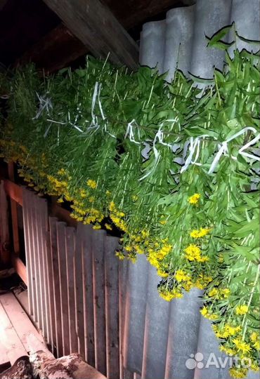 Лекарственные травы, травяные сборы