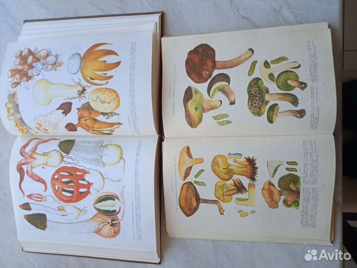 2 книги о грибах