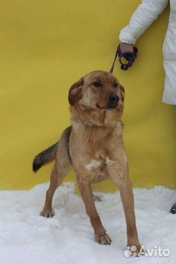 Баффи предали и отдали в приют