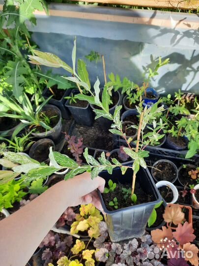 Ива фламинго