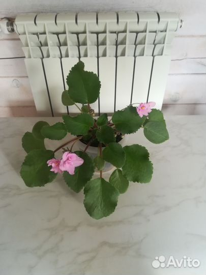 Узамбарская фиалка Розовый Зефир