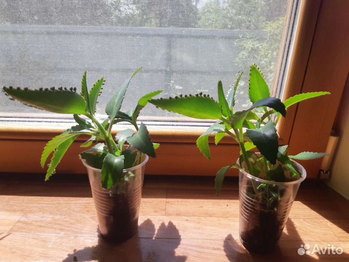 Каланхое лечебное