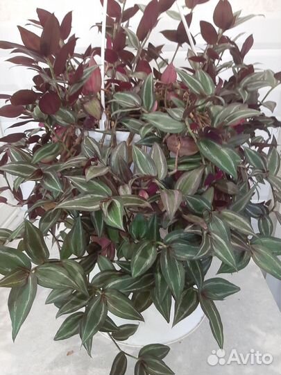 Традесканция в подвесном кашпо