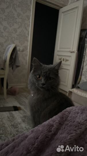 Кошка нибелунг
