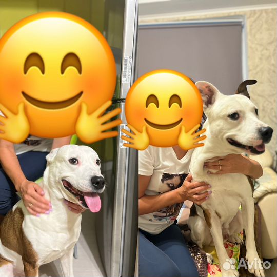 Собака в добрые руки