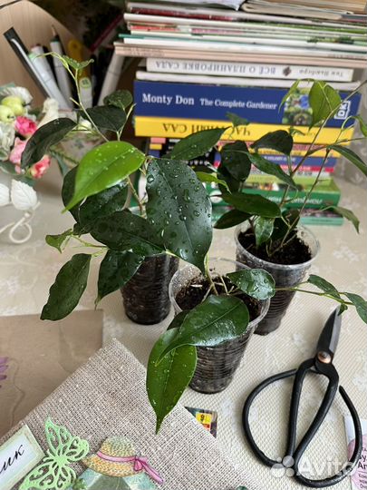 Фикус бенджамина наташа