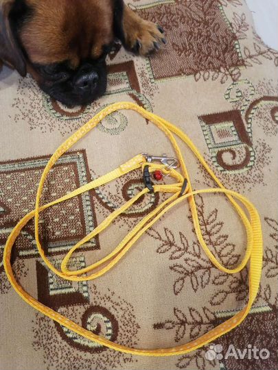 Лежак для маленькой собаки, лоток и поводок