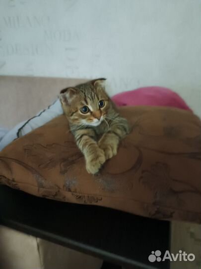 Вислоухий кот