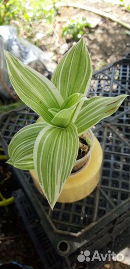 Редкие и интересные комнатные растения