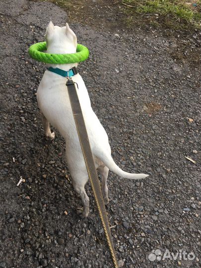 Выгул собак