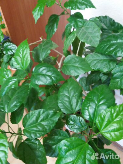 Гибискус китайская роза